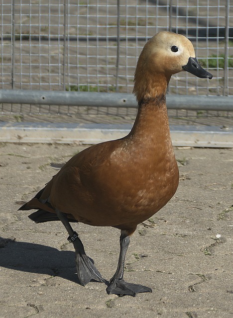 强劲对手